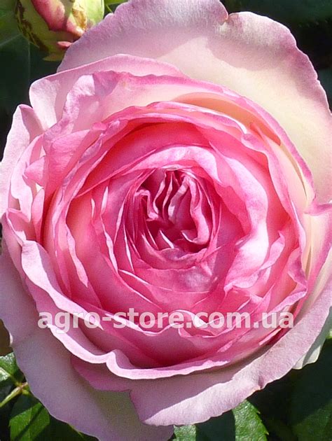 Украина Роза плетистая Eden Rose Эден Роуз Купить семена товары