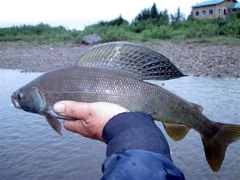 All About Grayling Alaskan Nw Adventures