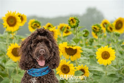 Photos Of Dogs And Sunflowers — Barkography