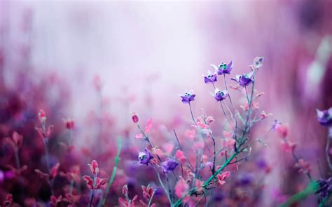 Lilac Wallpapers Top Những Hình Ảnh Đẹp