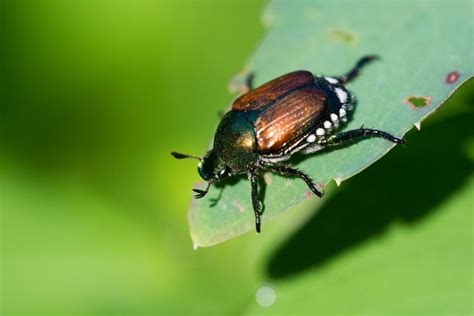 Voracious Plant Eating Japanese Beetle Found In Downtown Vancouver Vancouver Is Awesome