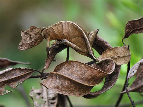 Absurd Creature Of The Week Satanic Leaf Tailed Gecko Wears The World