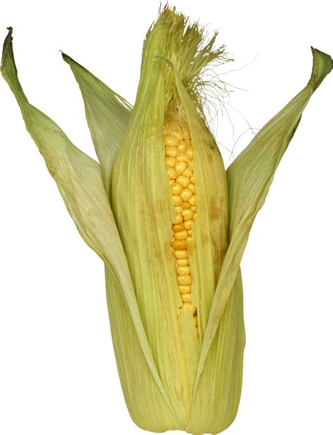 Corn Png Image Transparent Image Download Size 1852x2422px