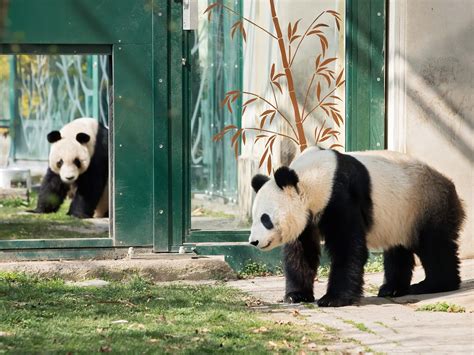Erstes Date Bei Großen Pandas Im Wiener Tiergarten Schönbrunn