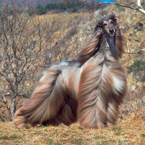 A List Of Long Hair Dogs