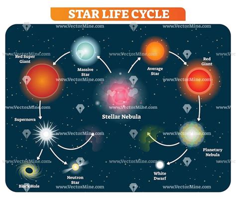 Star Life Cycle Stages Vector Illustration Diagram Star Life Cycle
