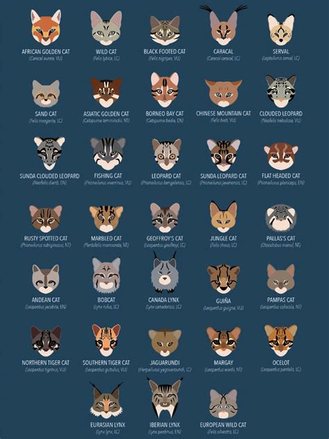 The Worlds Small Wild Cats And Their Iucn Red List Status In