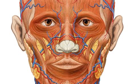 Anatomie Du Visage