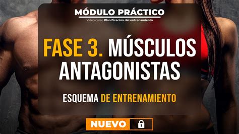 Masterclass Esquema De Entrenamiento Músculos Antagonistas Fase 3 Aula Diferencial