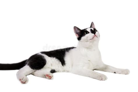 Black And White Cat Sit On White Isolated Background Stock Image
