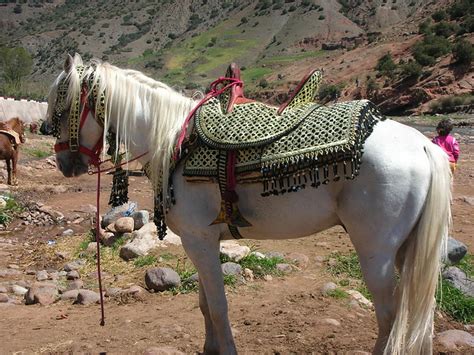 berber horse flickr photo sharing