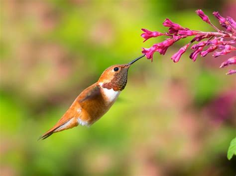 Rufous Hummingbird Migration A Complete Guide Birdfact