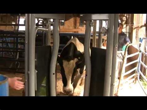 Cattle Hoof Care Help Youtube