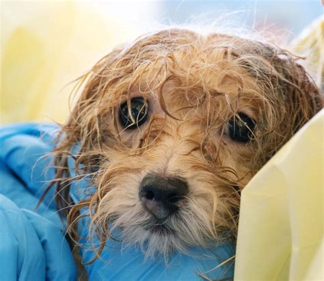 Bc Spca Rescues 45 Havanese Dogs On Vancouver Island Bc Spca