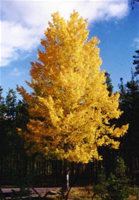 Apr 25, 2021 · for best results, make sure the trees are planted within at least 100 feet of each other. Quaking Aspen | The Tree Center™