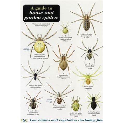 Guide To House And Garden Spiders Chart Rspb Shop