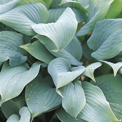 You can use potting soil to grow hostas in pots. Hosta 'Fragrant Blue' Herbaceous Perennial Hardy Plant In ...
