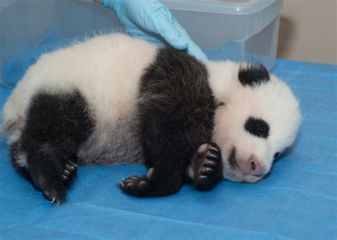 Growing Panda Cub Gets First Vaccination The Washington Post