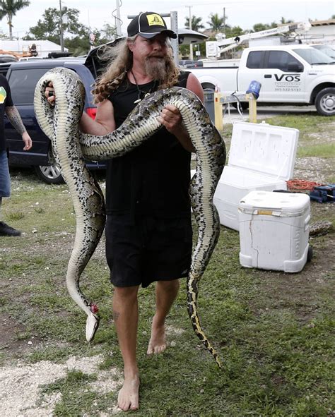 Florida Python Hunters Hit New Milestone Two Miles Of Snakes Miami