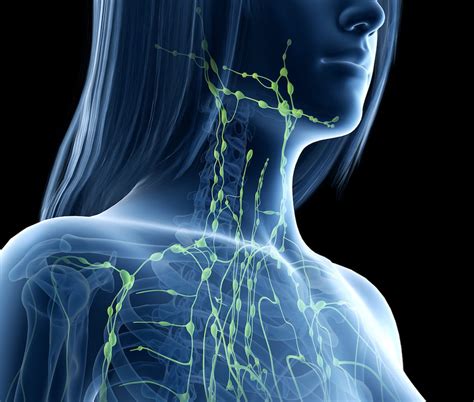 Lymphatic System Definition Anatomy Role Dysfunction Earth Press News