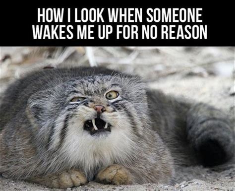 How I Look When Someone Wakes Me Up For No Reason Picture Quotes