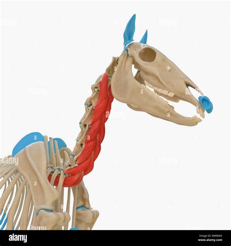 Horse Longus Colli Muscle Illustration Stock Photo Alamy