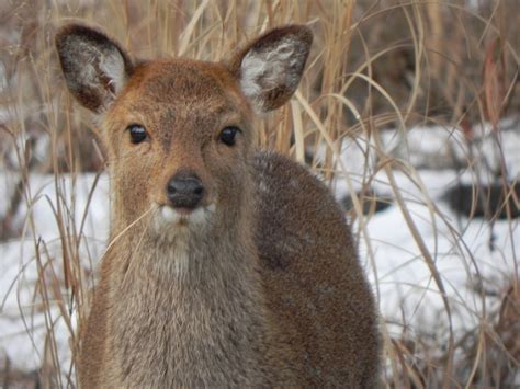 Sika Deer The Interesting Origins Of One Of Marylands