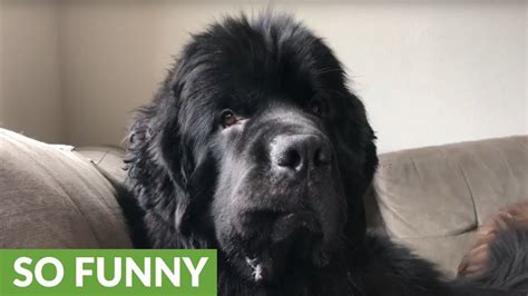 16 Funny Newfoundland Dog Memes Factory Memes