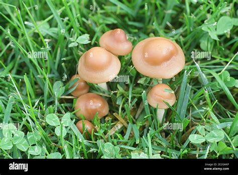 Marasmius Oreades Known As Fairy Ring Mushroom Or Fairy Ring