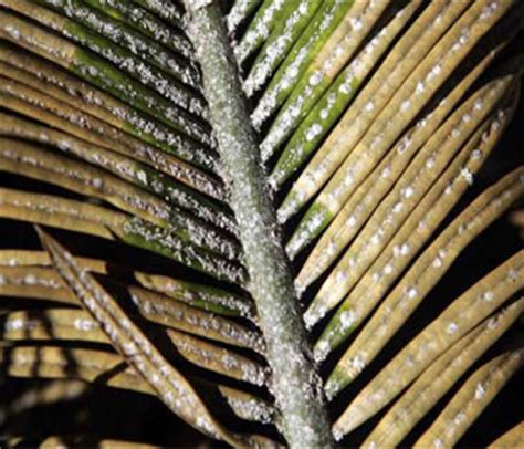 See more ideas about infestations, pests, tree. Common Palm Tree Problems in South Florida: The Complete Guide