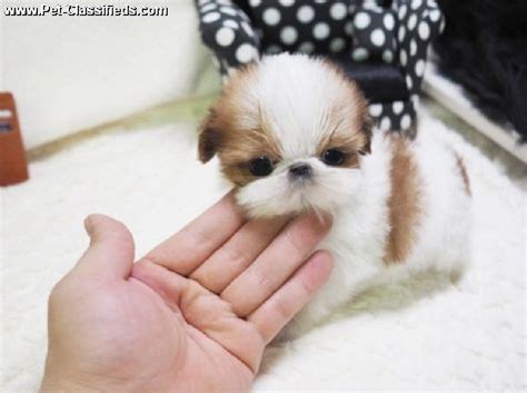 Shih tzus originate from honorable backgrounds in china, where they were bred as palace pets. Shih Tzu Puppies For Sale | Milwaukee, WI #217522