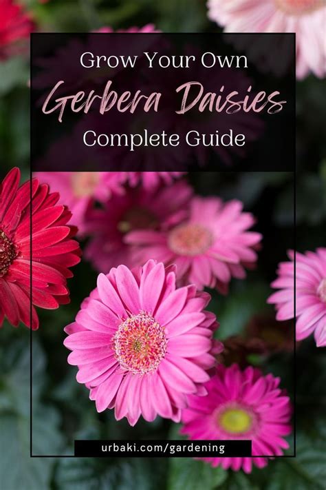 Grow Your Own Gerbera Daisies Complete Guide In Gerbera Daisy