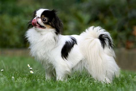 Japanese Chin Dog Breed Information And Characteristics Daily Paws