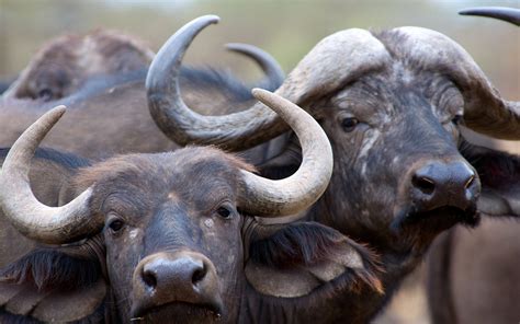 African Buffalo Full Hd Wallpaper And Background Image 1920x1200 Id