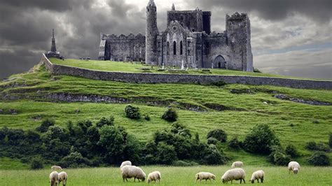 Sheep in the pasture at the castle in Ireland wallpapers and images ...