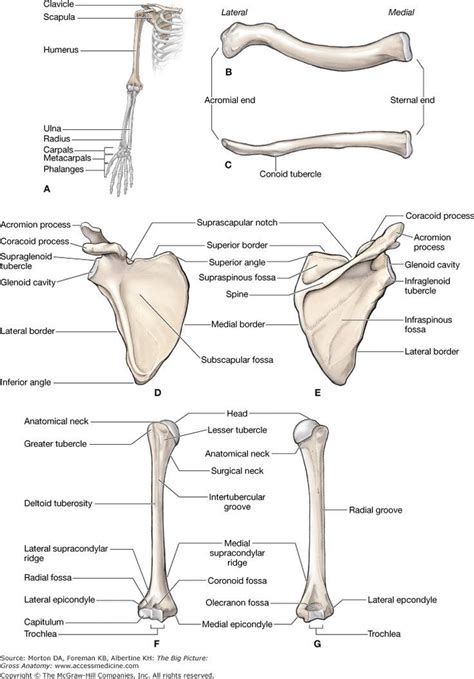 Chapter 29 Overview Of The Upper Limb The Big Picture Gross Anatomy