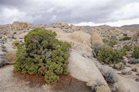 For example, chinese junipers (juniperus chinensis) are hardy in u.s. 12 Species of Juniper Trees and Shrubs