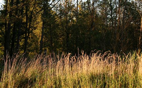 Grasses In Evening Light Free Photo Download Freeimages