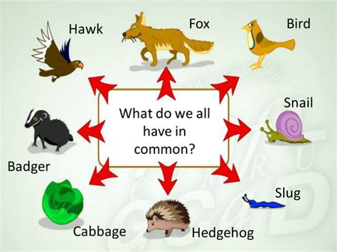 Food Chains Powerpoint Year 34 Teaching Resources