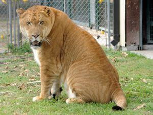 Biologists consider six species to be big cats: Liger - Big Cat Habitat
