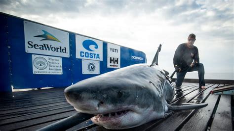 OCEARCH tags Miss May, a 10-foot great white shark, off Jacksonville coast
