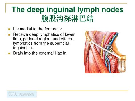 Ppt Regional Anatomy Of The Lower Limb Powerpoint Presentation Free