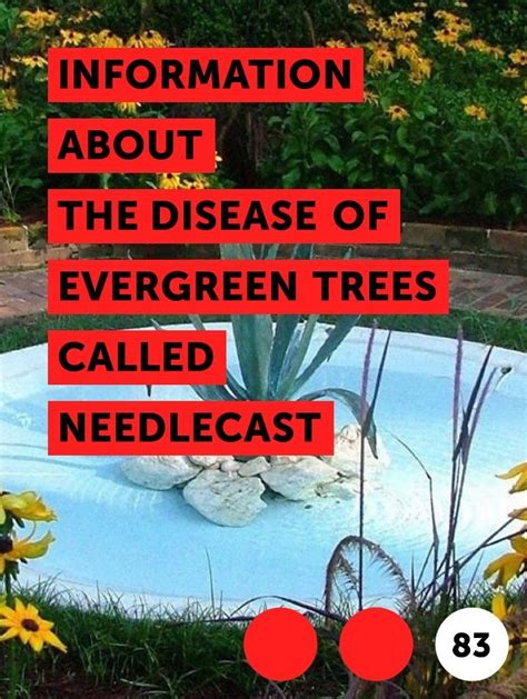 Learn Information About The Disease Of Evergreen Trees Called