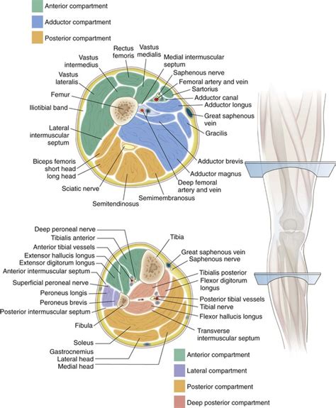 Thigh Anatomy Cross Section Anatomical Charts And Posters