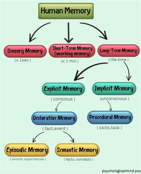 Types Of Memory Episodic Memory Types Of Memory Human Memory Short Term Memory Working