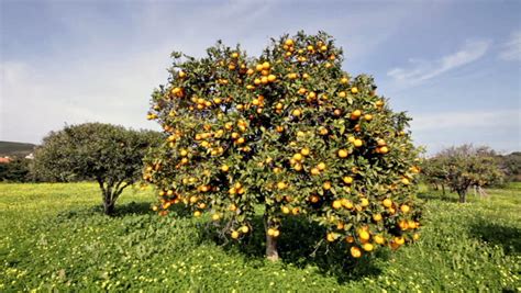 If the fruit tree's growth rate is at the low end of, or below, annual target growth, then you should fertilize the fruit tree this year. Orange Tree in Springtime Full Stock Footage Video (100% ...