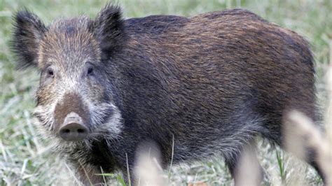 Irish Wild Boar Population Not Invasive