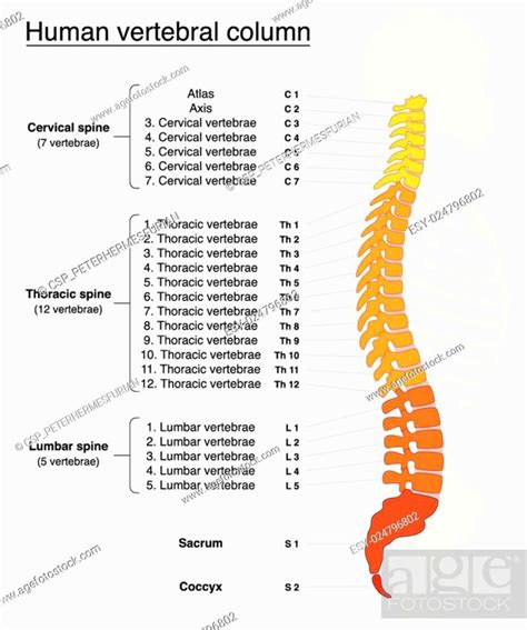 Vertebral Column Names Spine Stock Vector Vector And Low Budget