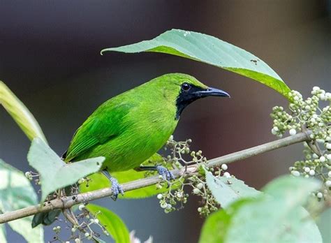 Kendati demikian, burung yang juga akrab disapa sebelum membedakan cucak hijau jantan dan betina, marilah mengenal siapa sebenarnya burung tersebut. Cara Membedakan Cucak Ijo Betina Muda Dengan Yang Jantan