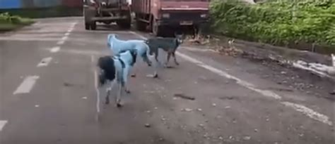 Insólito Perros Callejeros En La India Se Hacen Azules El Debate